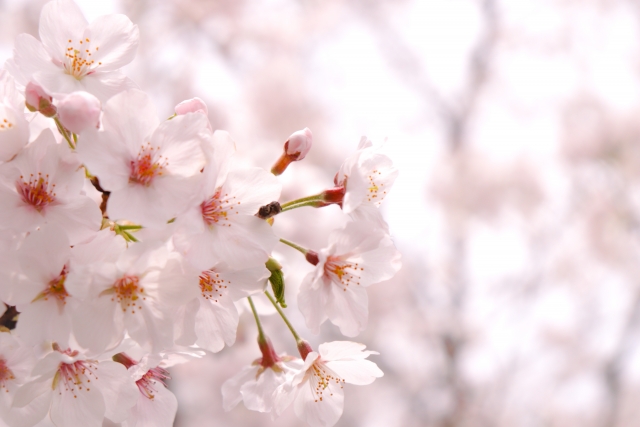 花見,桜